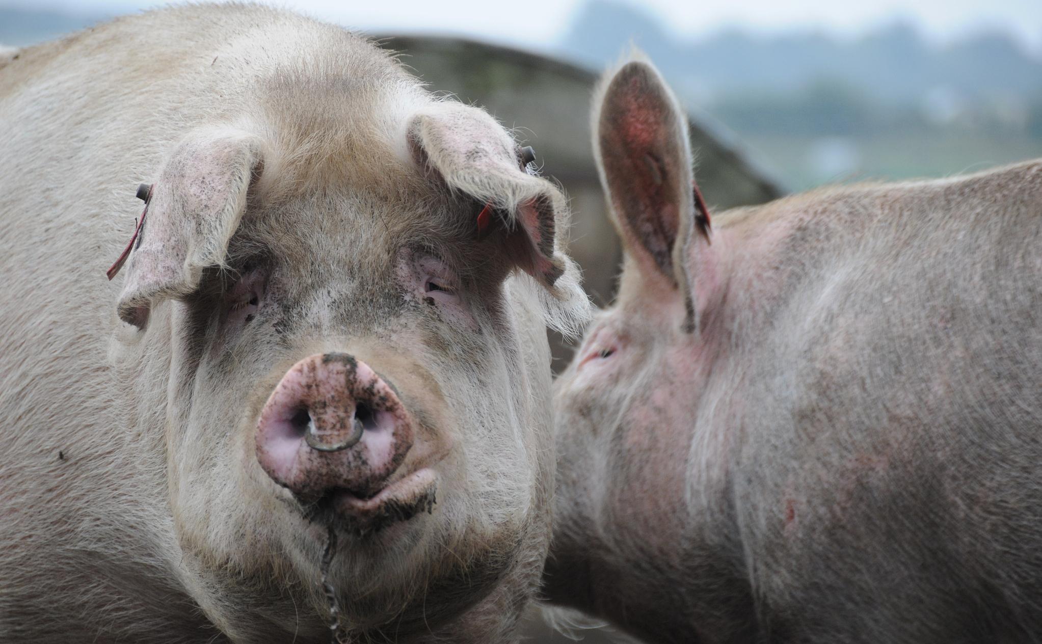 端午节后猪价上涨概率,猪价端午节前是否看涨