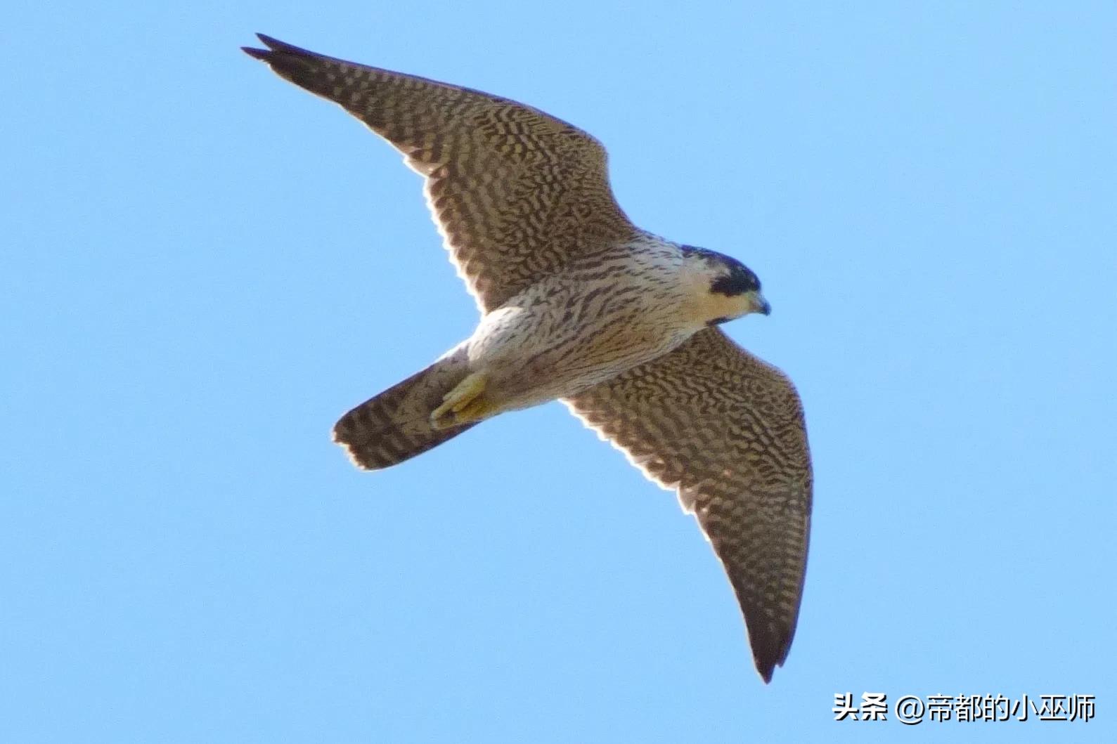 猛禽vs特雷德,2023猛禽和2022款有啥区别