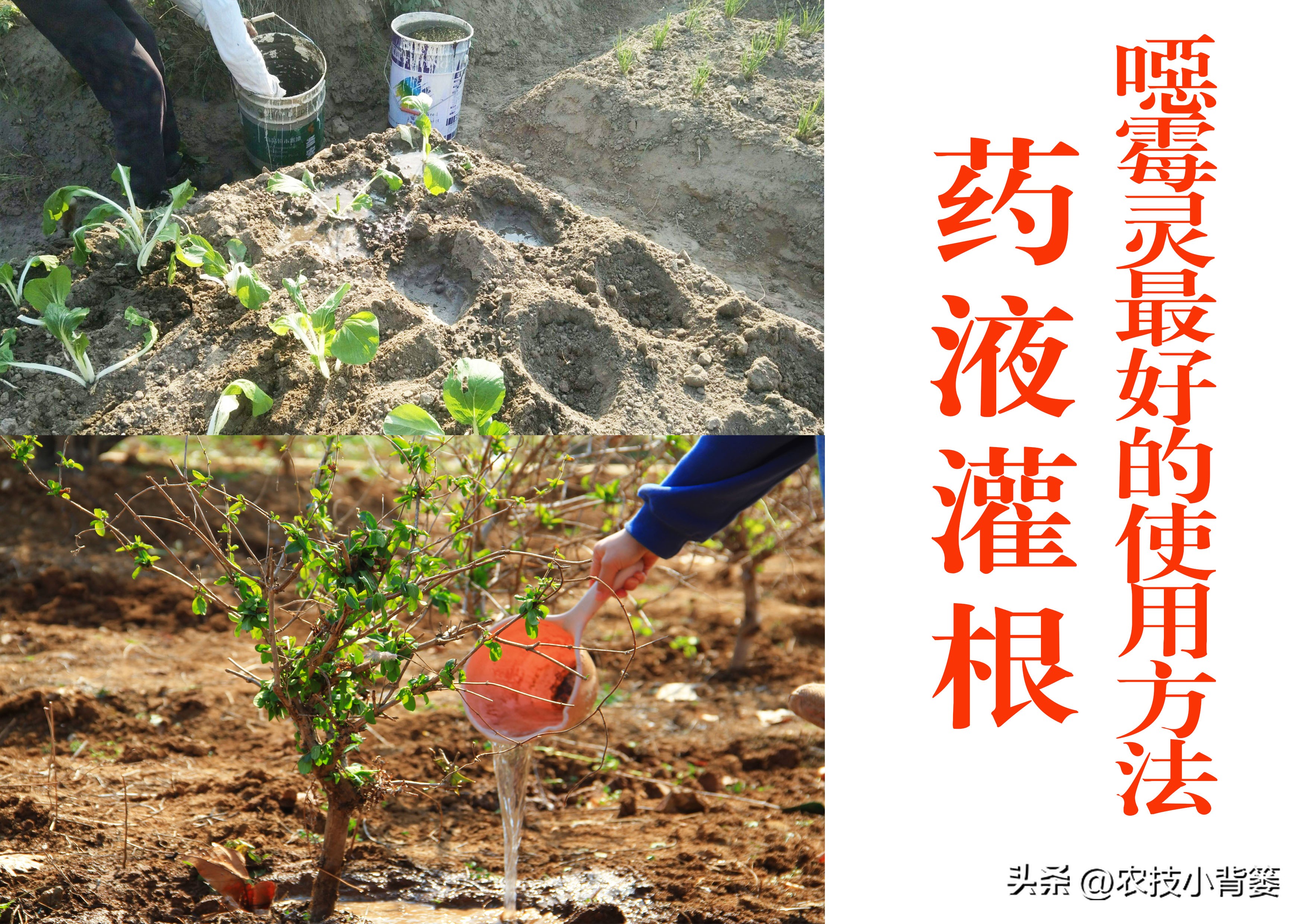 什么杀菌剂有控旺的功效,治死苗烂根最好的杀菌剂是