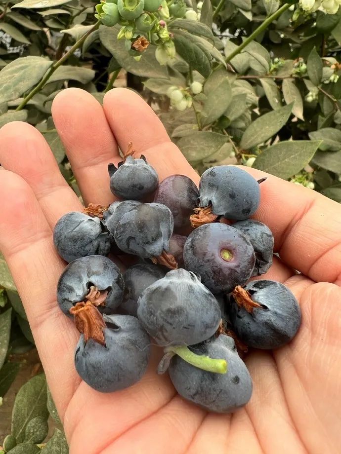 德昌有什么好耍的地方,德昌有啥好玩的地方推荐一下