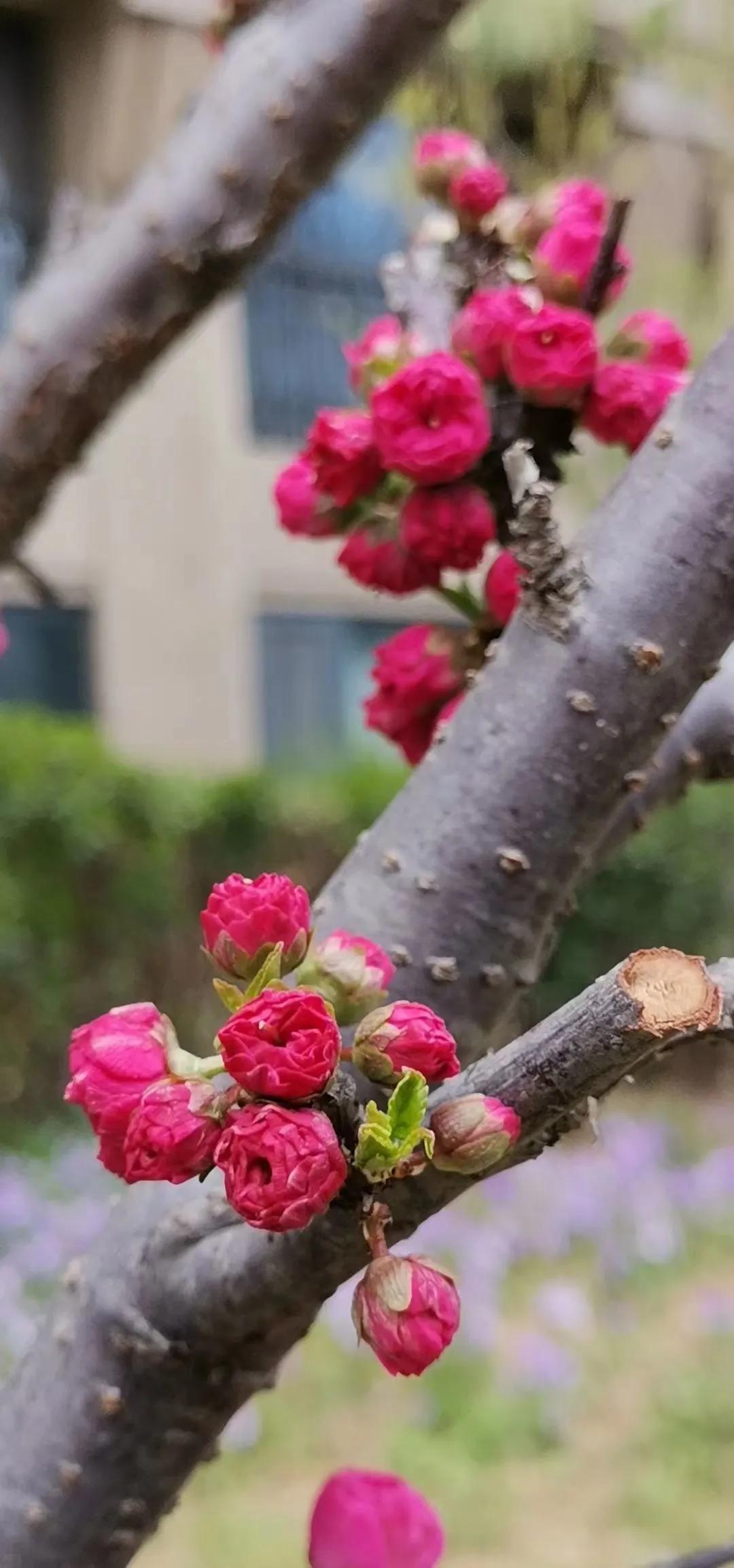 蝶恋花三首柳永晏殊,蝶恋花三首柳永晏殊苏轼
