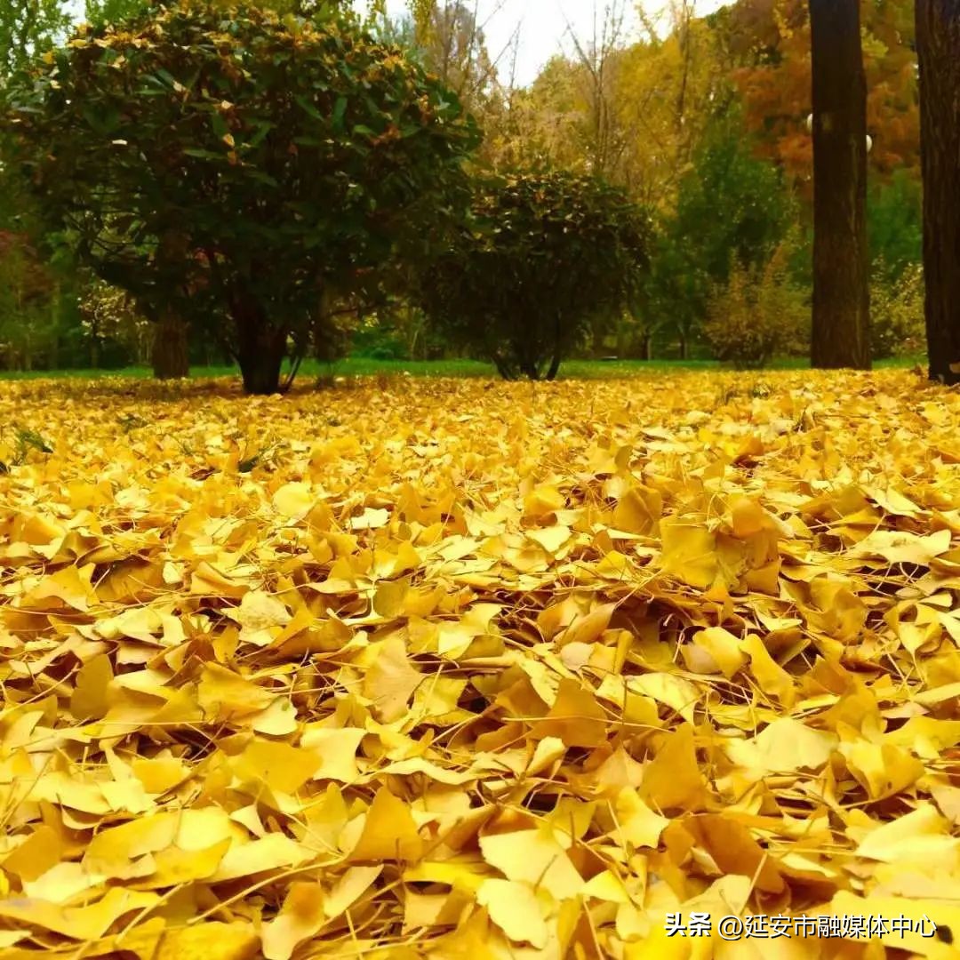 陕西宾馆迎来最佳观花赏景季节,陕西宾馆内景色