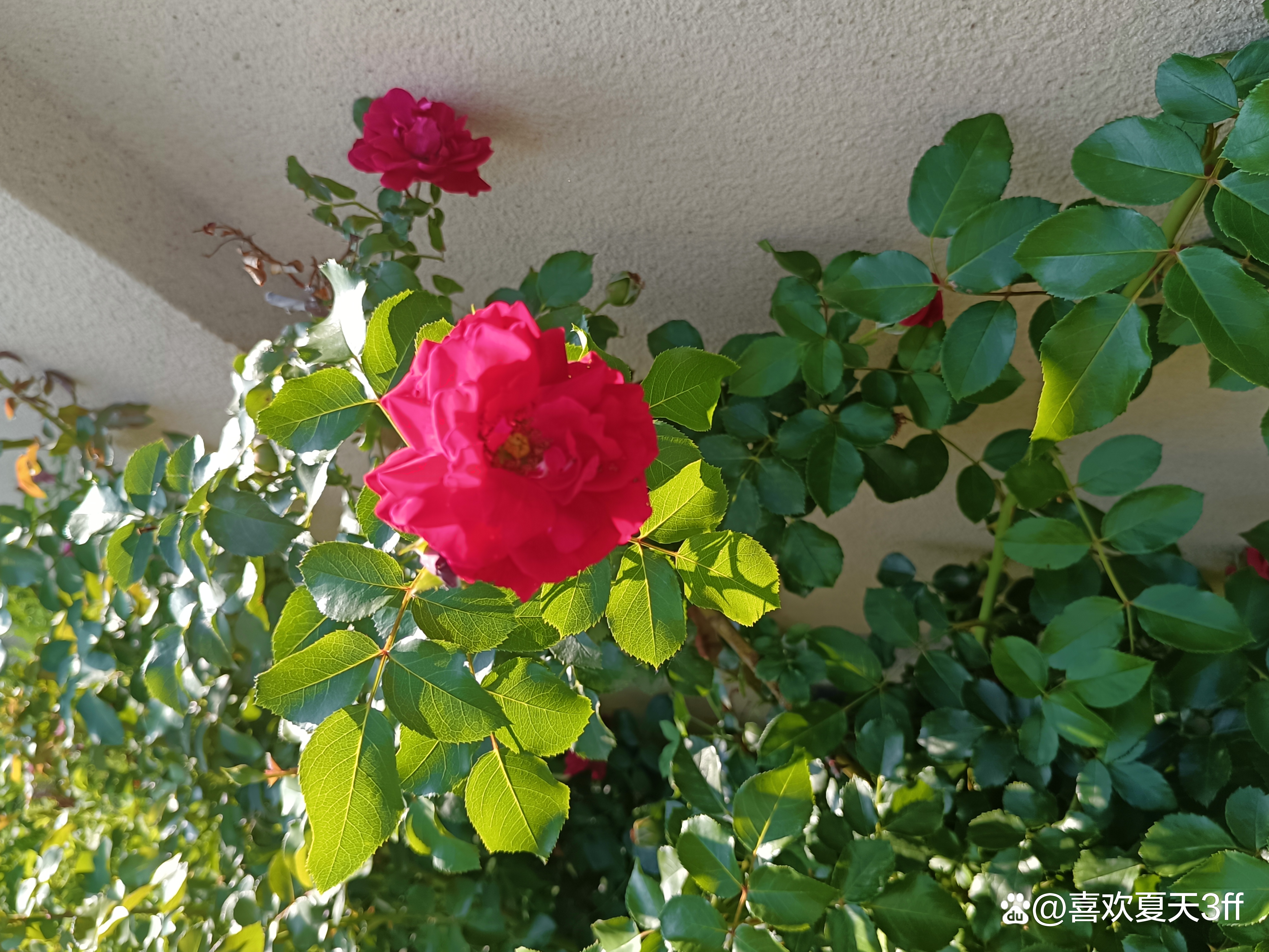 初秋时节鲜花盛开姹紫嫣红,花开初夏花香四溢