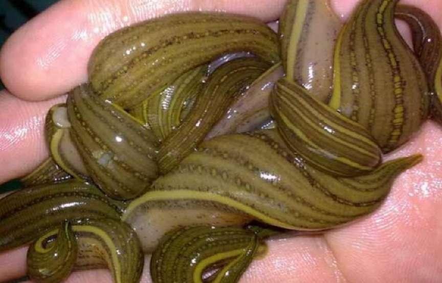 戴笠制服日本女特务,戴笠审讯日本女特务方法