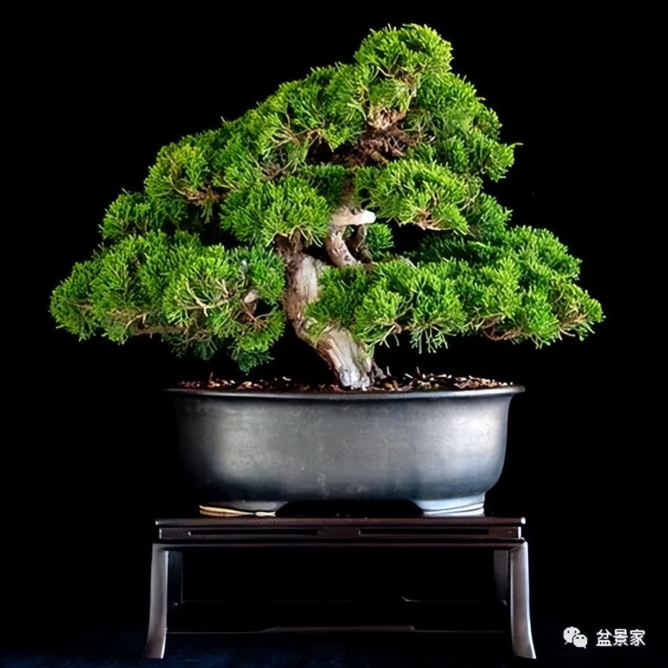 盆景收藏的理性思路 (一棵盆景的十年成型之路)