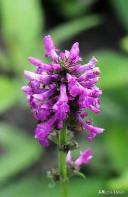 舒筋草的图片 (奶蓟草百科)