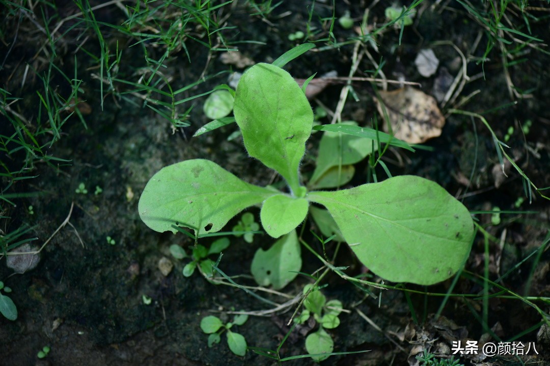 冬天开花的室外花卉盆栽,温室盆栽观花花卉植物