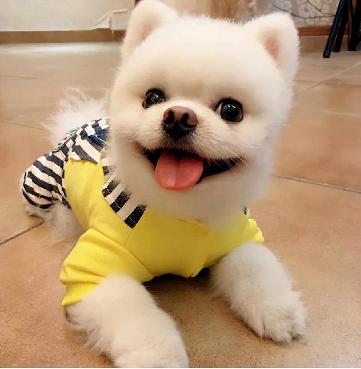 博美犬这些坏毛病竟是聪明的表现,博美犬的5大缺点你知道吗