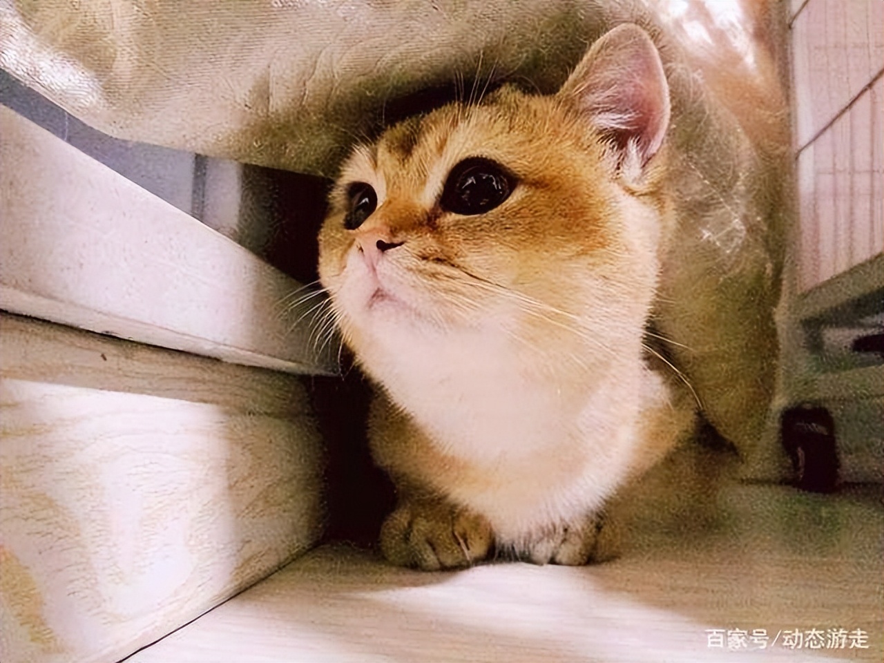 想在网上买猫怎么买,线上买猫的最佳方法