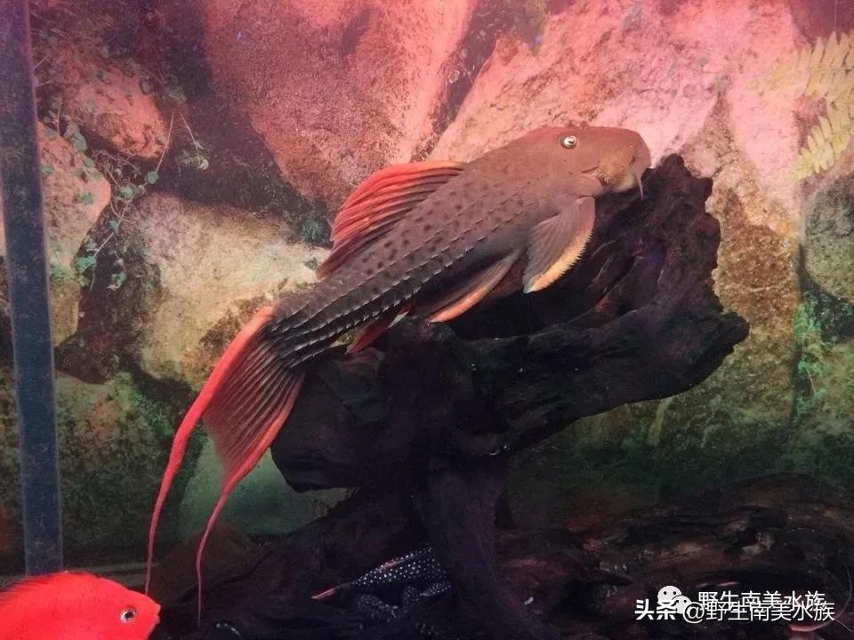 每天认识一种热带鱼,每天认识一种南美鱼