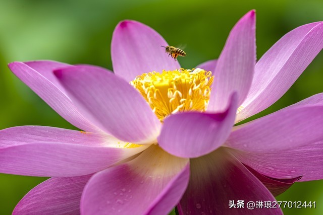 荷花之美在于淡雅,禅意美到极致的荷花