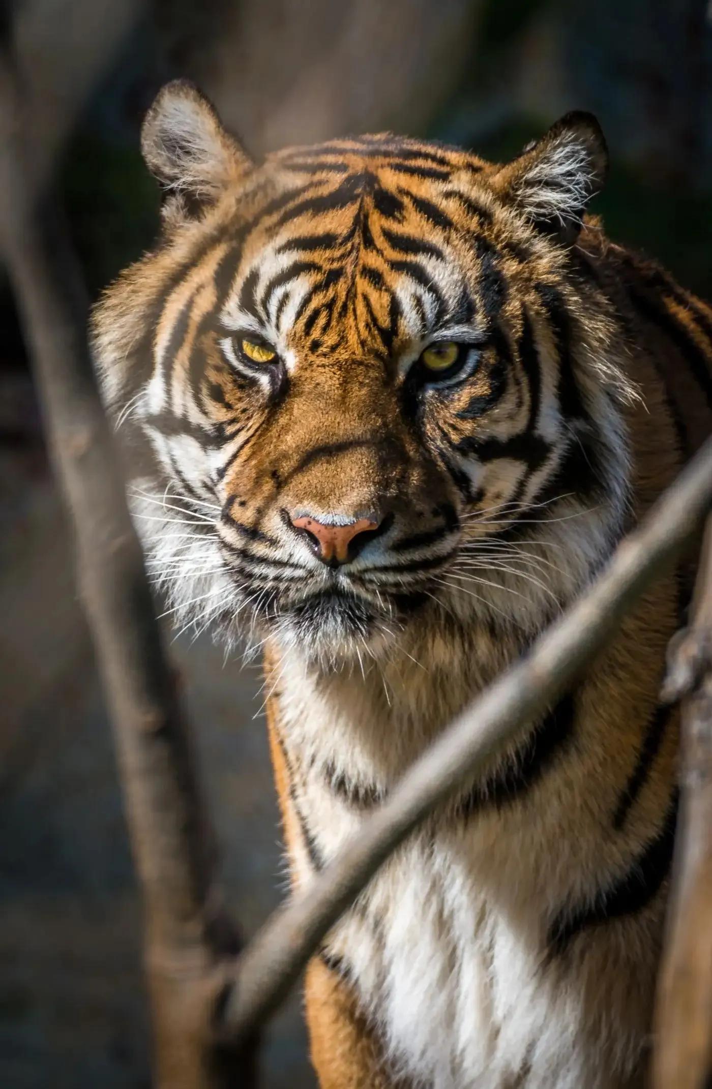 戏说老虎图文杂汇