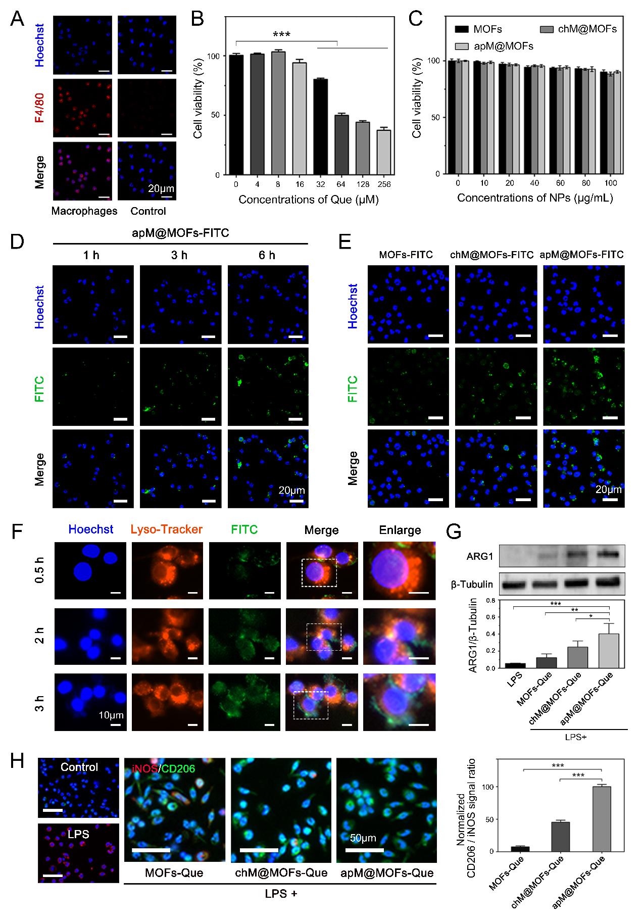 骨关节炎诊治要点及研究进展,骨性关节炎最新研究成果