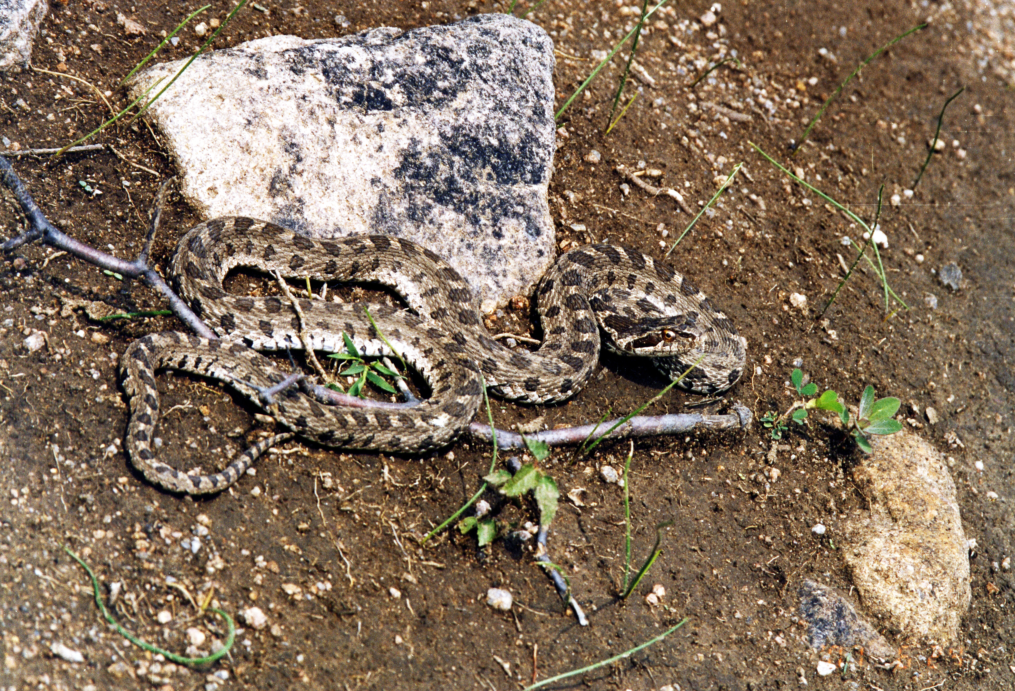 中国蛇类图鉴赤链蛇,团花锦蛇算是稀有蛇类吗