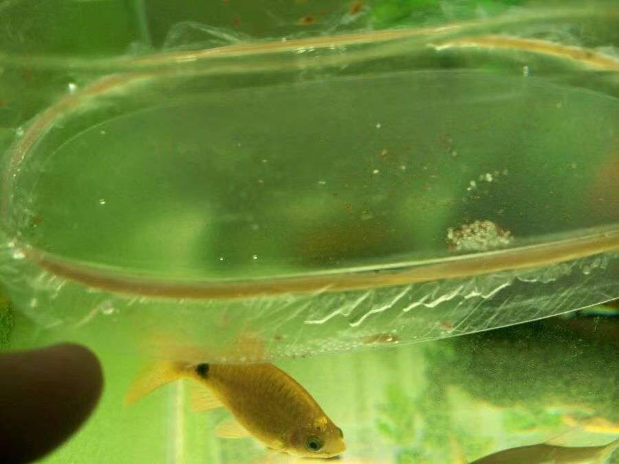 原生的斑马鱼会长蝶翼吗,原生斑马鱼会跳吗