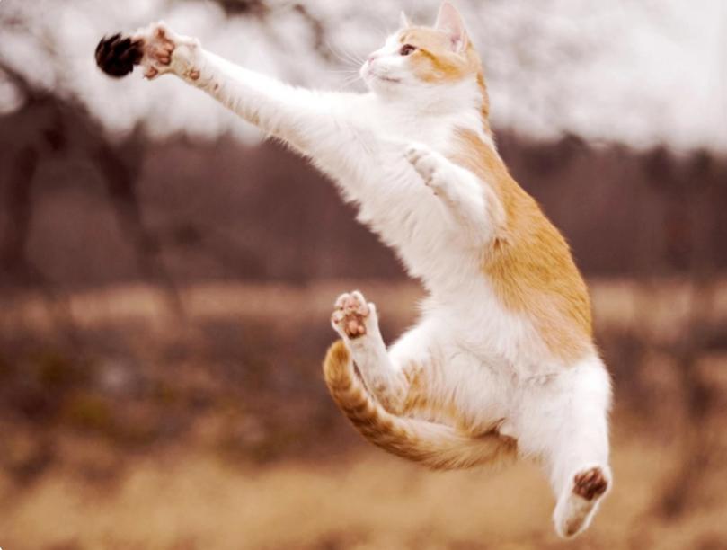 猫体外驱虫怎么知道有没有效果,猫驱虫是体内驱虫还是体外驱虫好