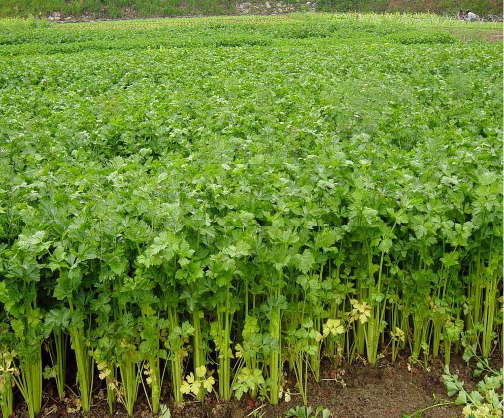 蕲春特产送人哪个合适,湖北蕲春特产必买清单