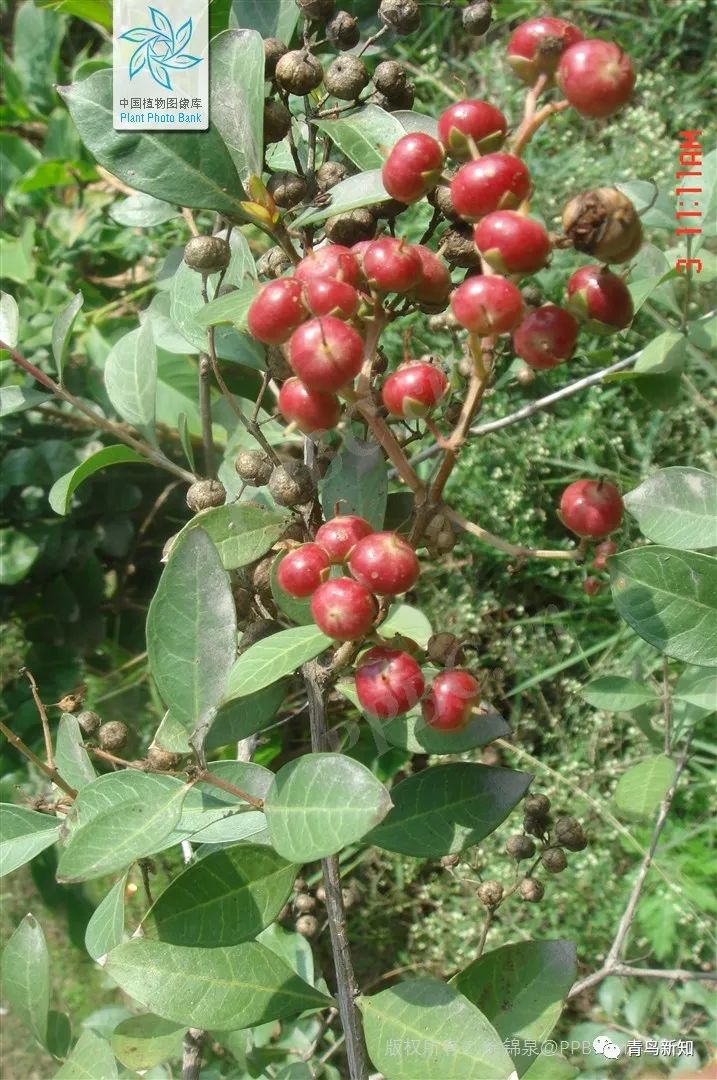 指甲花的图片和特征,干净耐看短指甲花