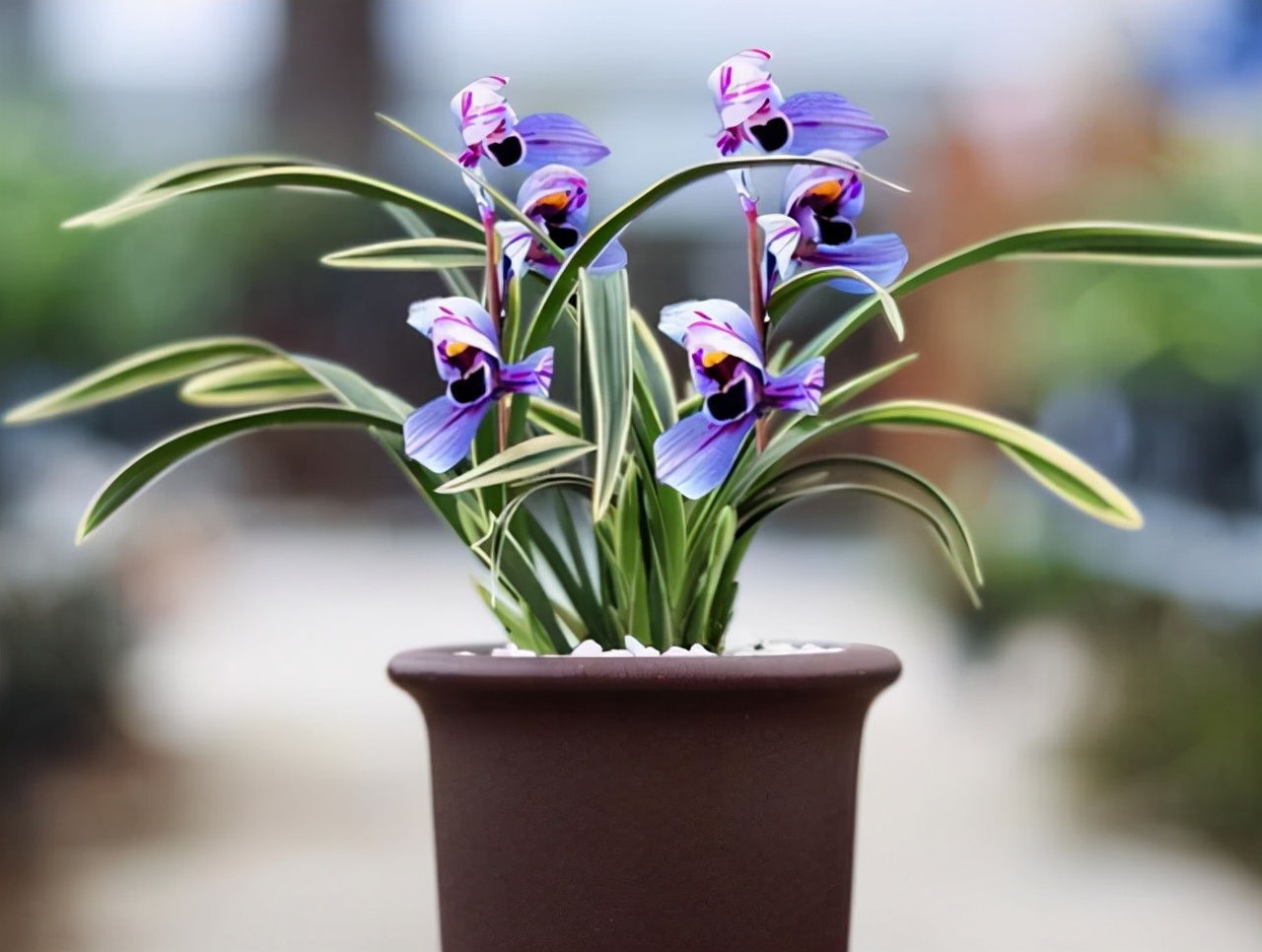 建兰花开富贵品种简介,建兰大红色兰花图片