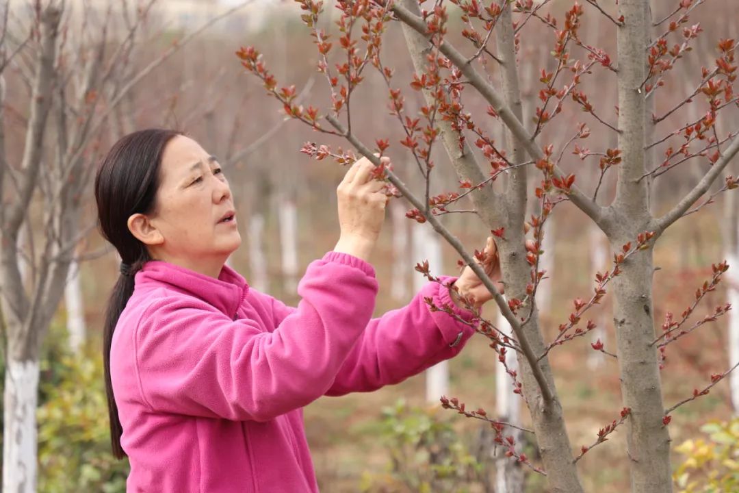 河南坠子巧媳妇,沁阳花仙子