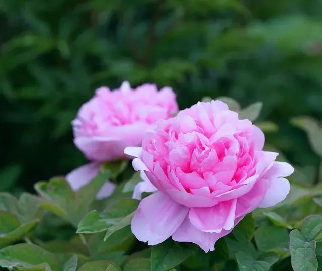 瞻仰胡氏受姓始祖公满陵墓及观光沿途景物