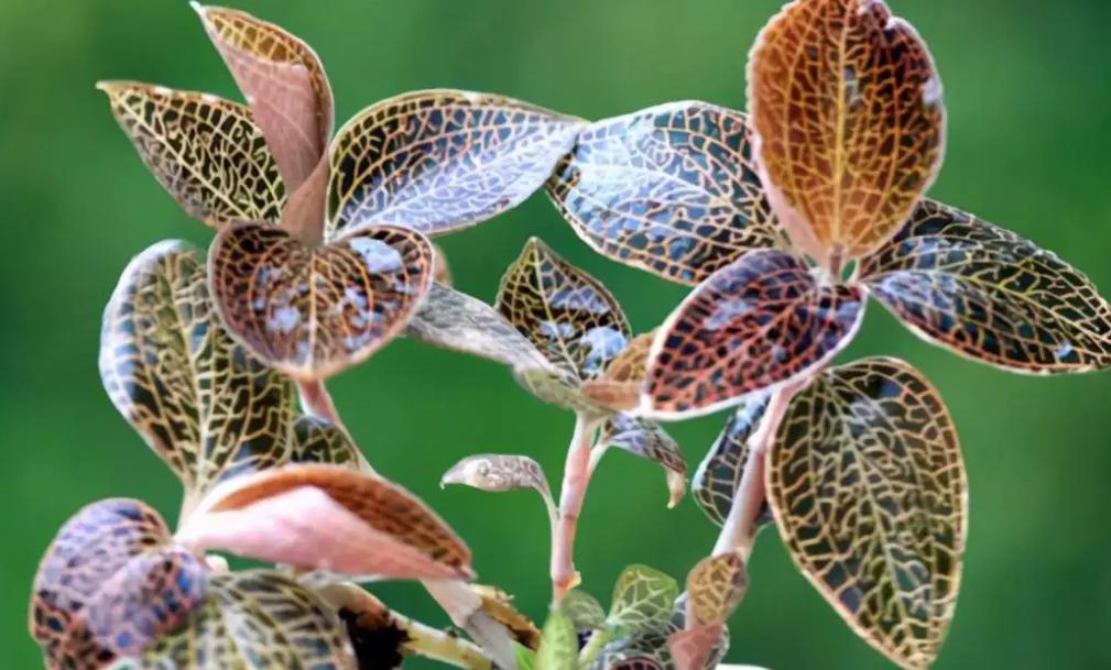 金线莲四季都可以吃,一家大小适合喝的汤