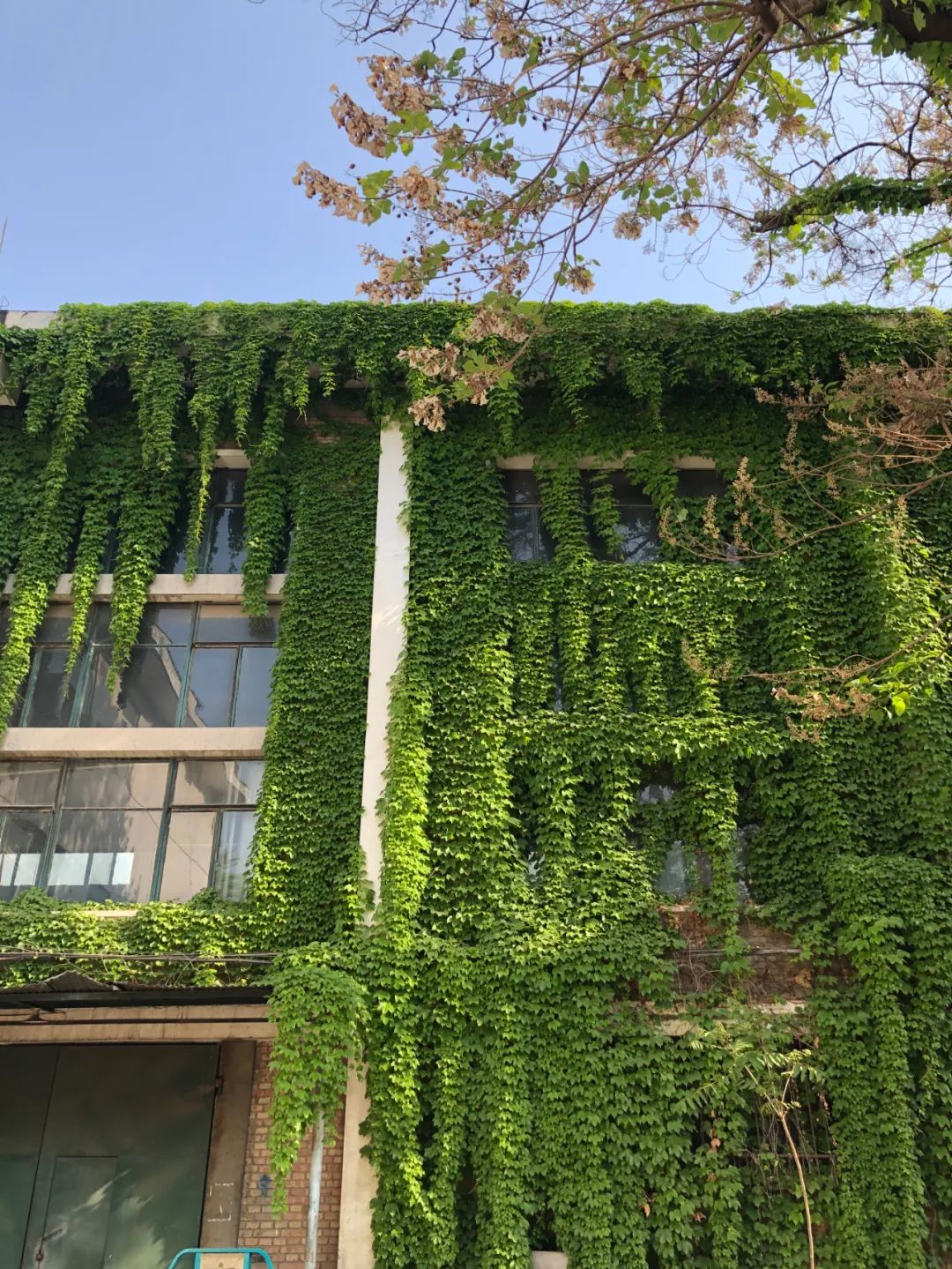 美丽的人民日报大院，我们温暖的家