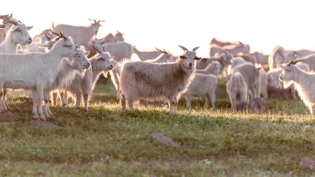 鬣狗和草原羚羊的关系,鬣狗吃草原上的羚羊
