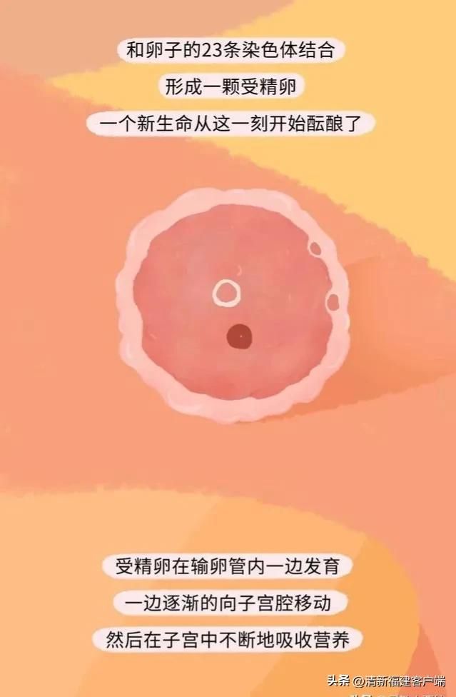 漫画专题丨这就是精子进入女性体内的全过程,太神奇了