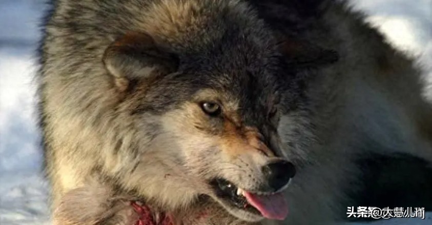 情侣野外发现尸体,情侣拜天地