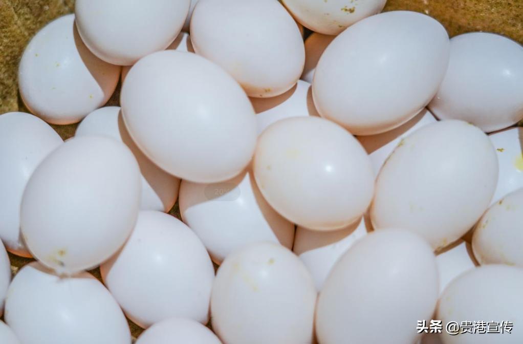 广西贵港鸽王,贵港鸽王