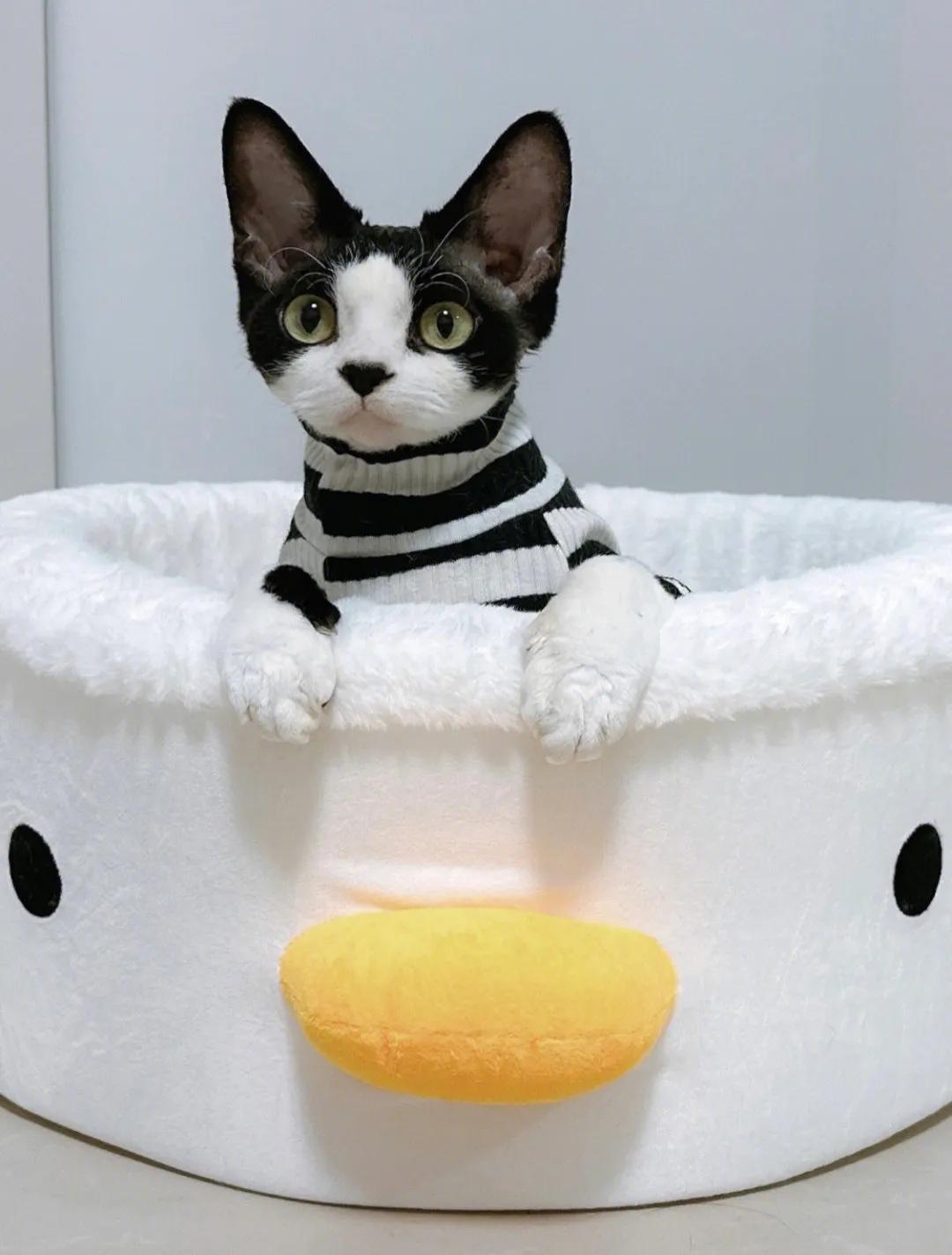 猫咪为什么对自己某个部位的毛发情有独钟？