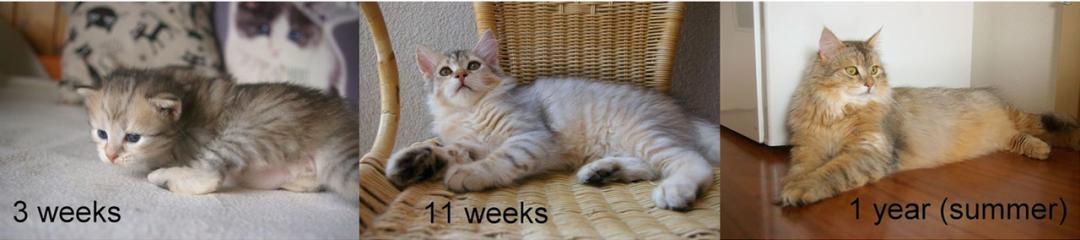 基因技术重大突破,基因科技的重大突破