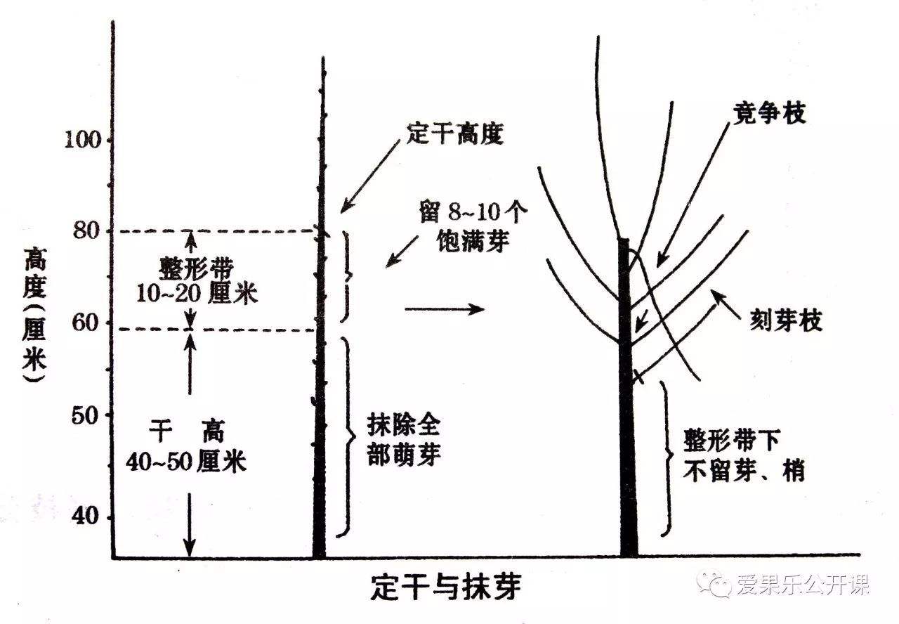 公路行道树修剪规范标准,关于道路行道树修剪的情况说明