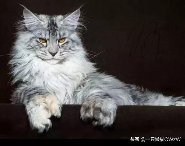 我家的缅因猫长得像老虎,缅因猫为什么像老虎