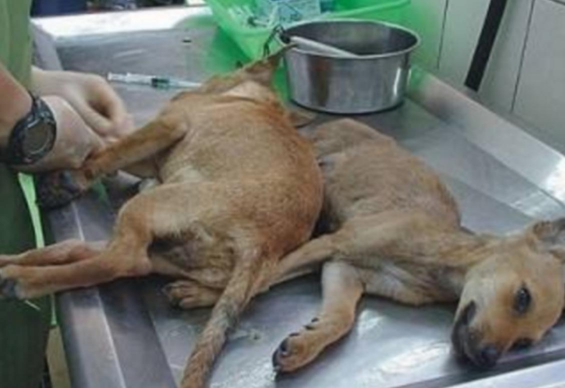 女孩给流浪狗安乐死,台湾女子给狗狗安乐死