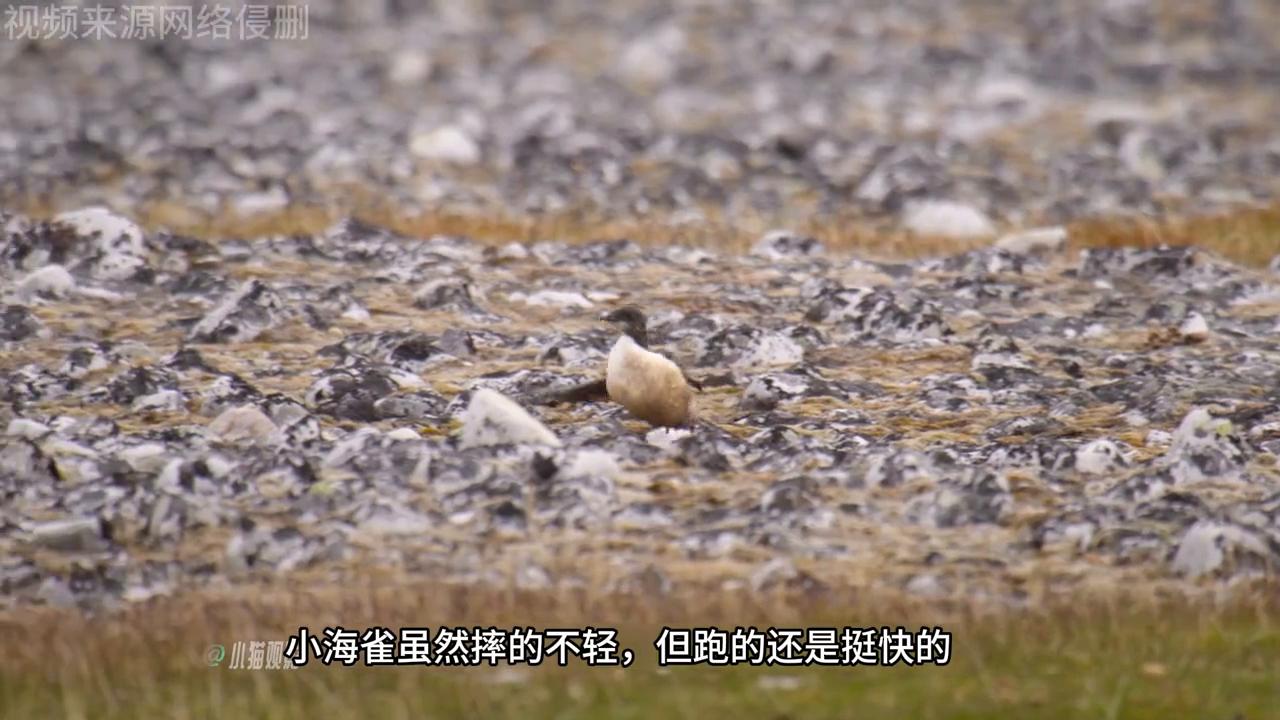 北极狐大自然,北极狐各个季节的照片