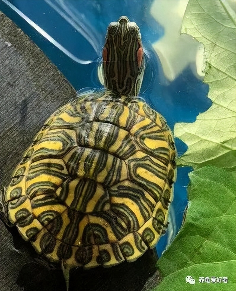 斑点池龟饲养环境,乌龟与鳖龟的生长环境有什么区别