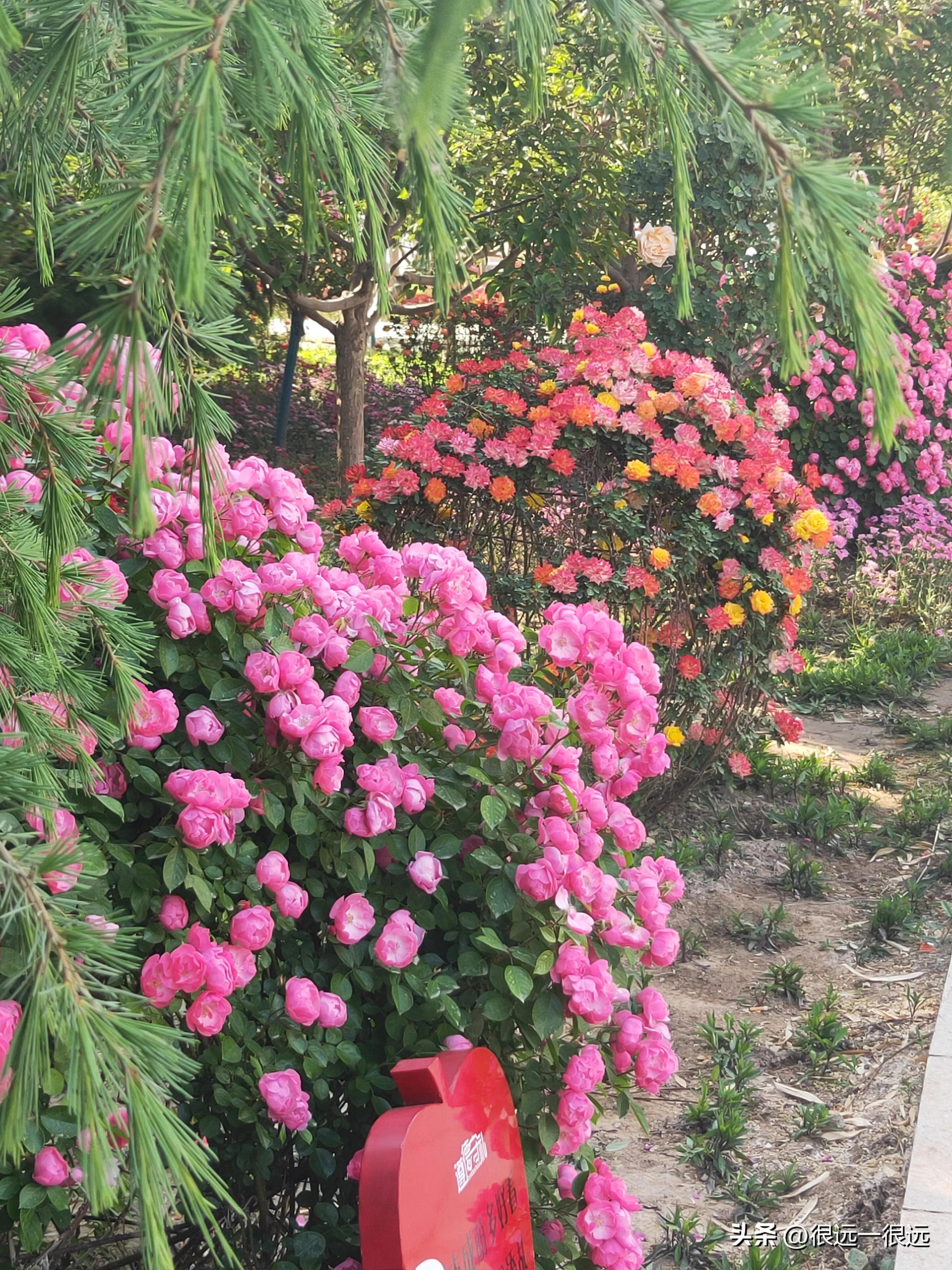 阿七以前的故事,名人阿七的辉煌故事