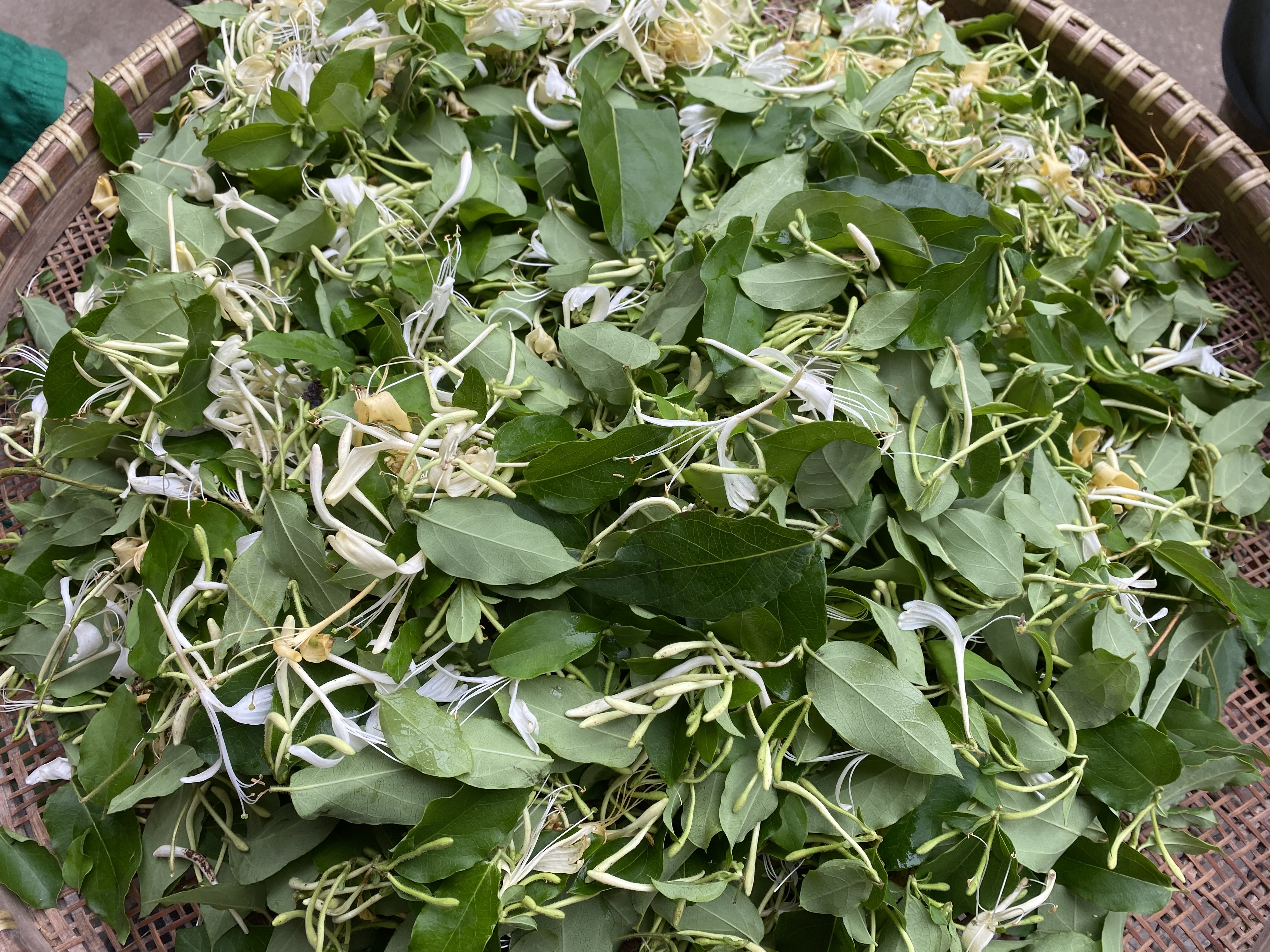 自制金银花茶,金银花茶最好的制作方法
