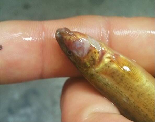 泥鳅养殖病害防治方案,养殖泥鳅易出现的病害