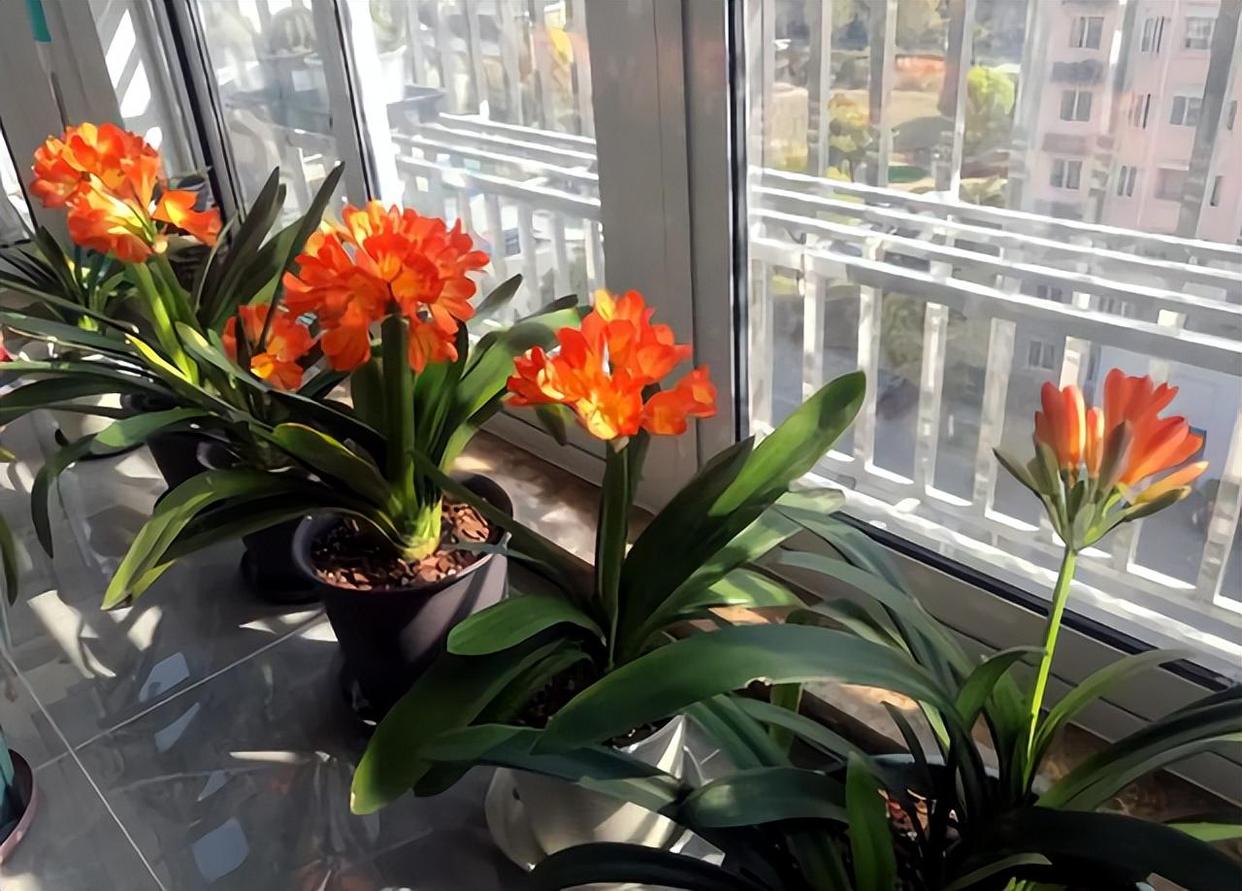 君子兰最基本的养法,一年的时间就能把君子兰养的很好