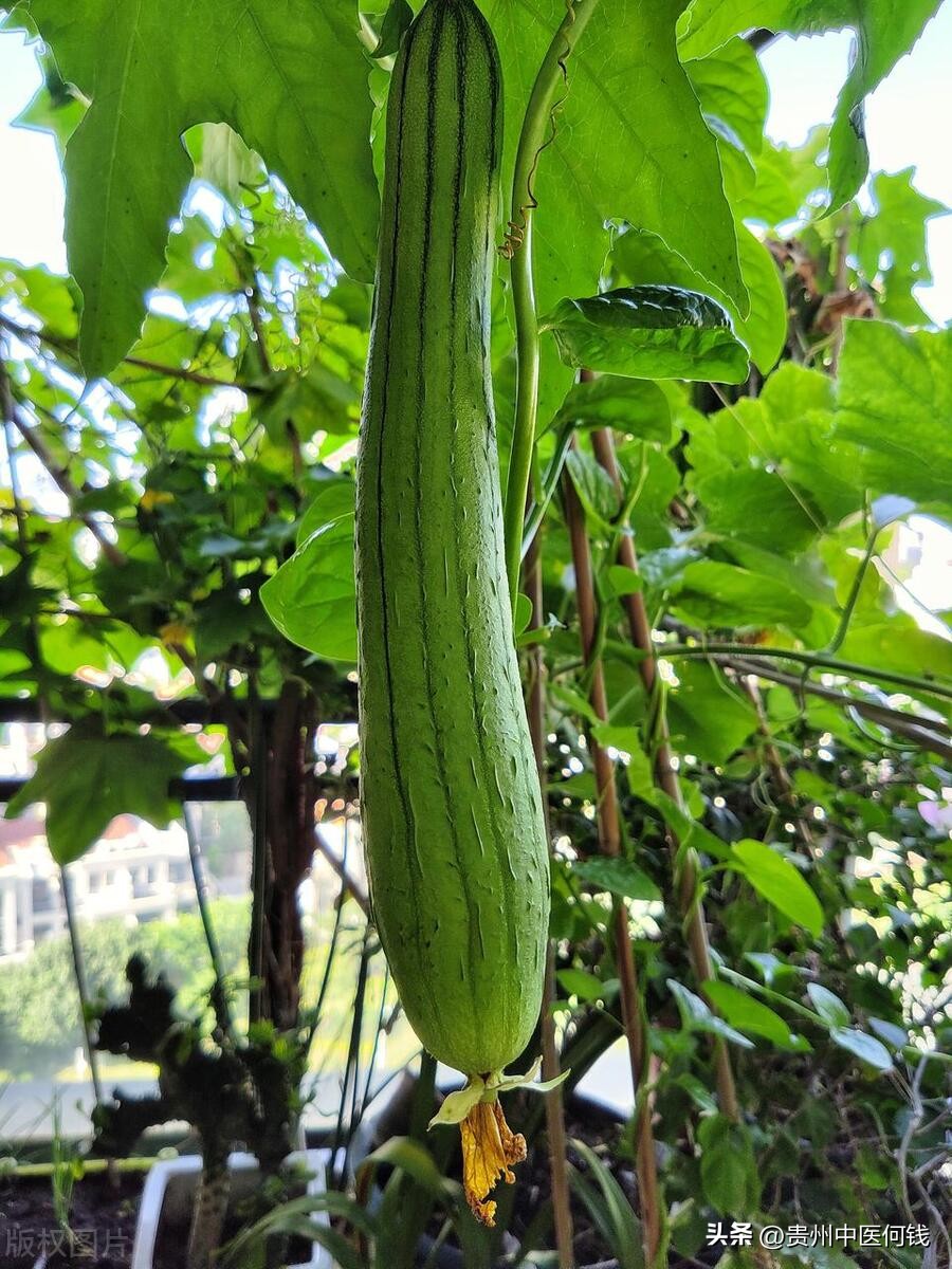 有鼻窦炎经常吃炒丝瓜有用吗,治疗鼻窦炎食疗