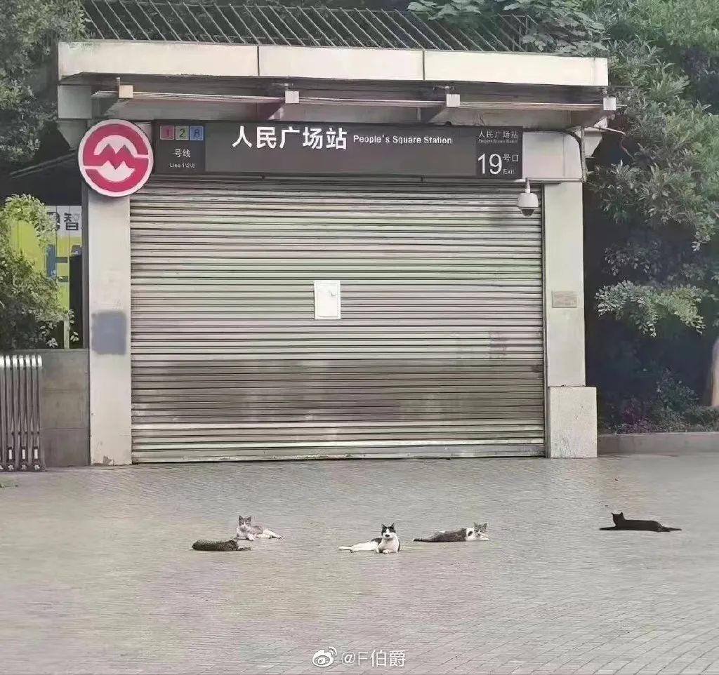 “居家”措施一个多月，曾经繁华的人民广场被流浪猫们占领啦