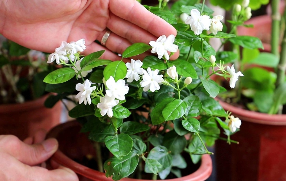 人养花花养人6种花越养越健康,室内养什么花最好最养人