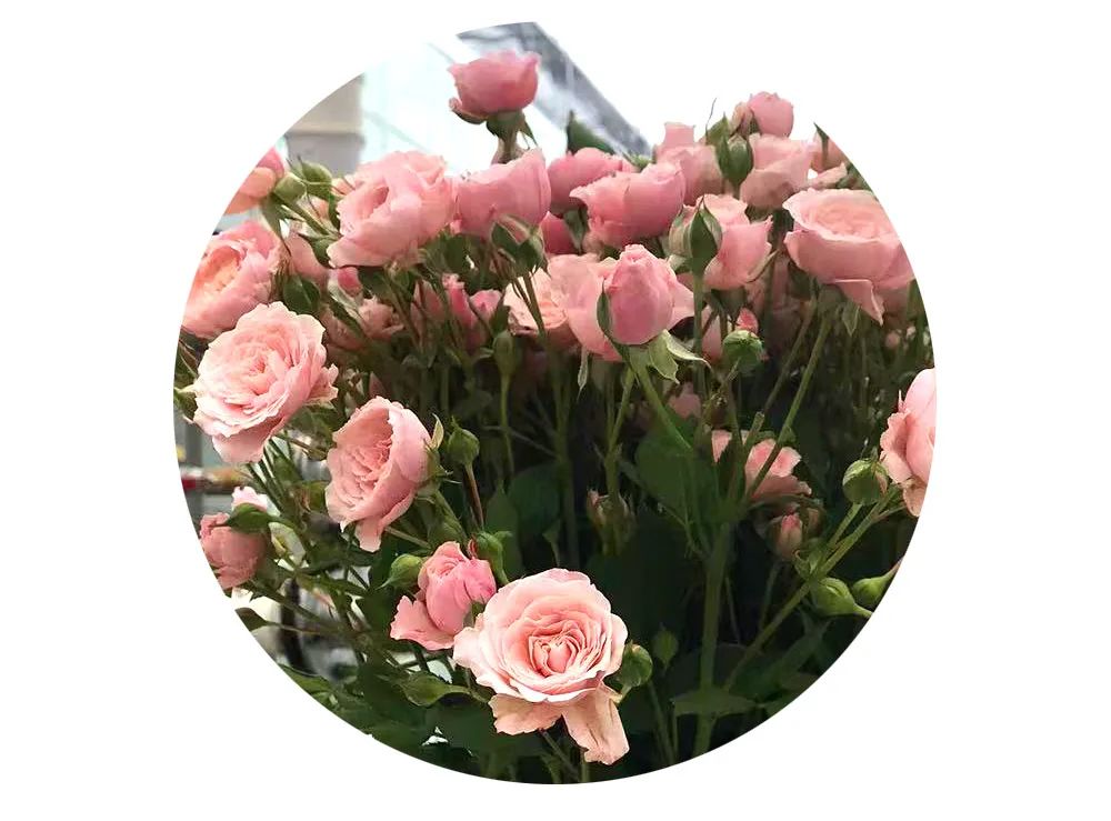 最美邂逅：百合博览园里美不胜收的名贵之花