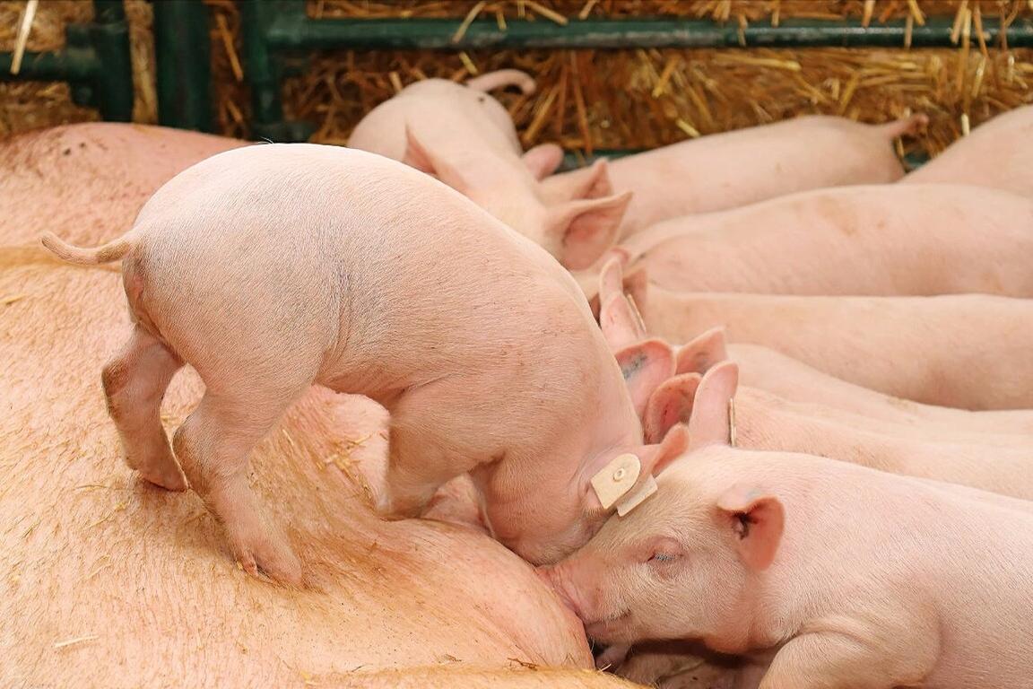 哺乳母猪不吃哺乳料了怎么办,哺乳母猪不吃食怎么办