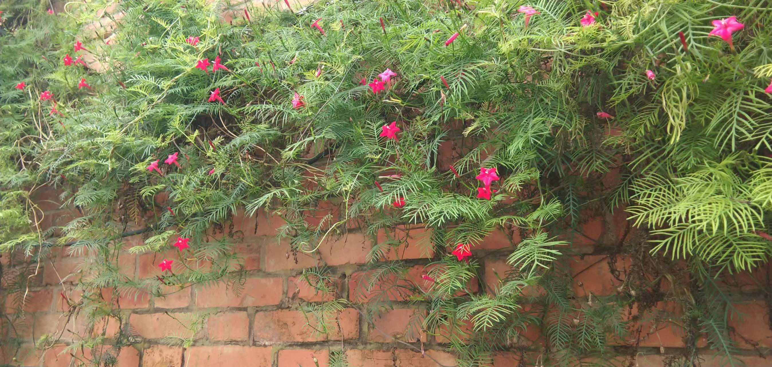 过年期间庭院开的草花,过年庭院开的花有哪些