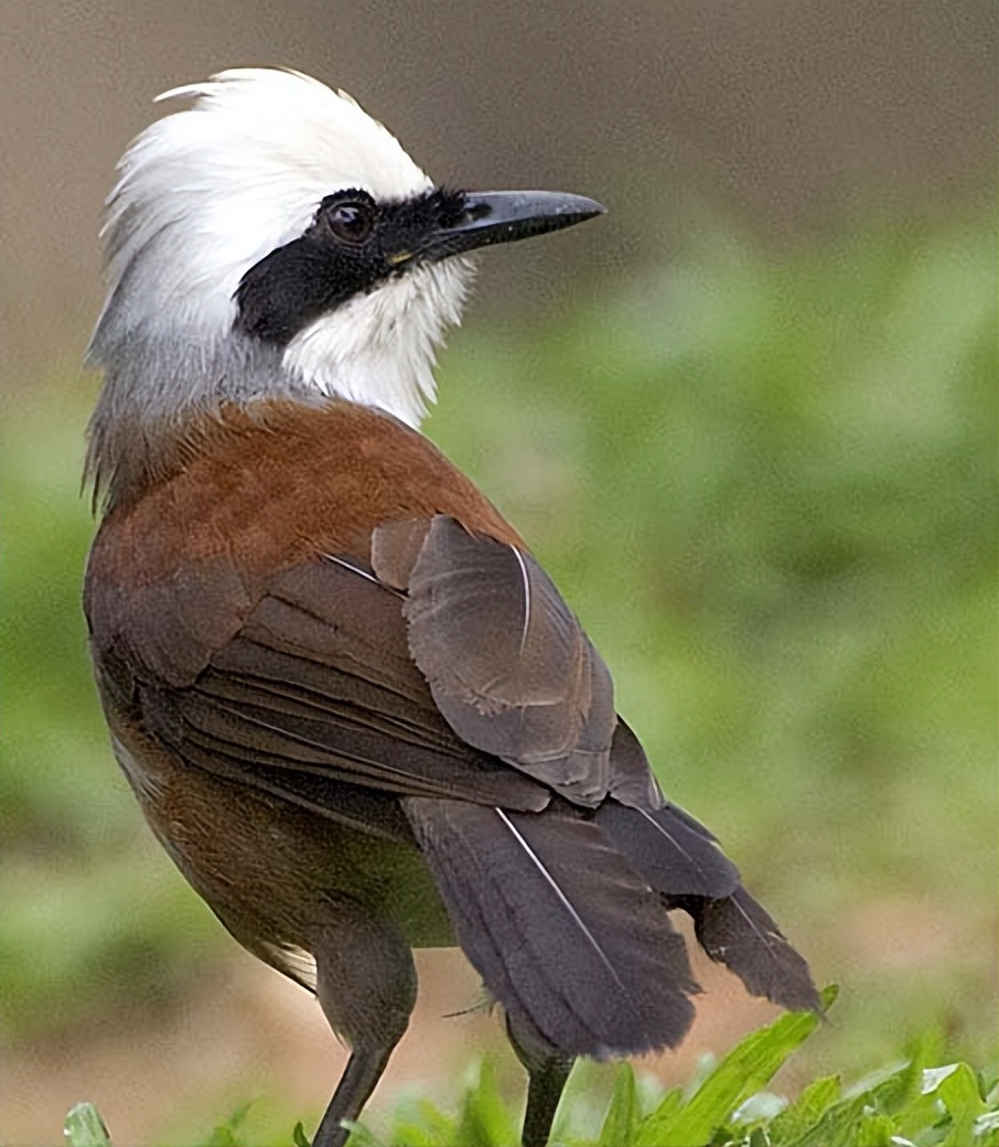 鸟儿大全高清图,高清珍稀鸟动态图片大全