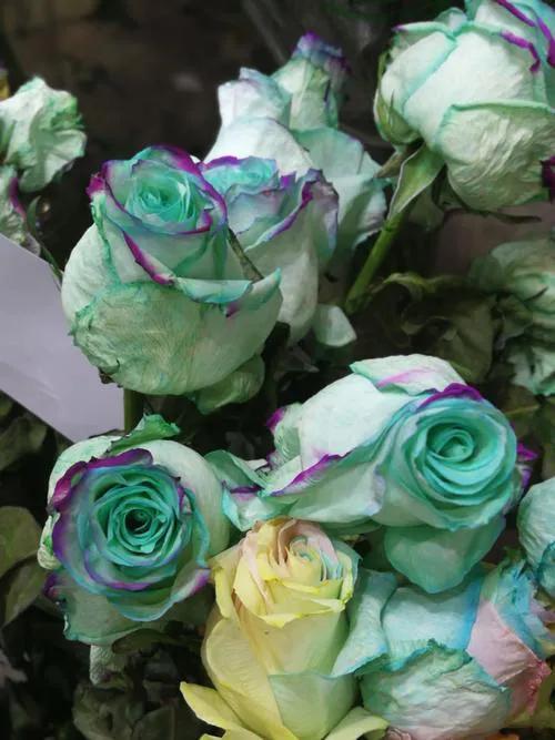 婀娜多姿的鲜花,一朵鲜花点缀不出绚丽多姿的春天